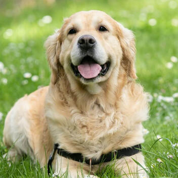 BestFleaTickCollars.best Independent Pet Health Review | March 2026 BestFleaTickCollars.best Independent Pet Health Review | March 2026